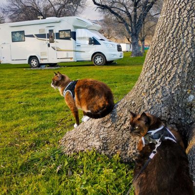 Viajar en autocaravana con animales