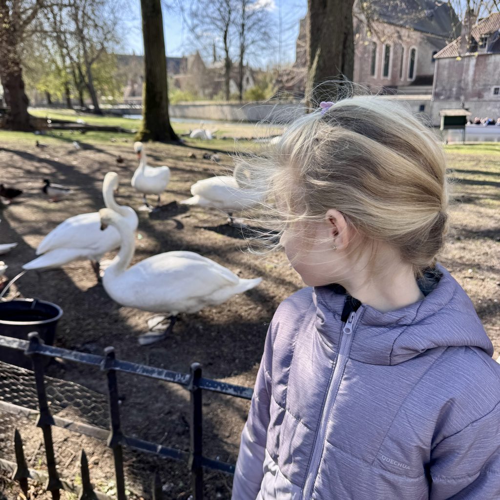 qué ver en Brujas bélgica
