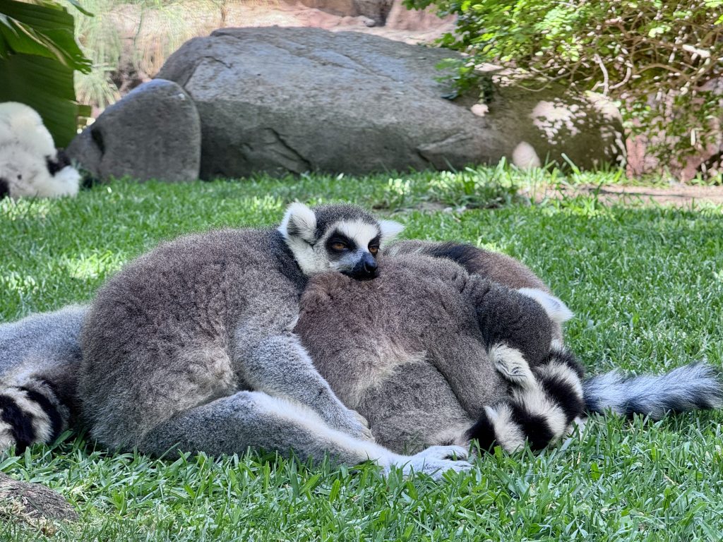 entradas bioparc fuengirola