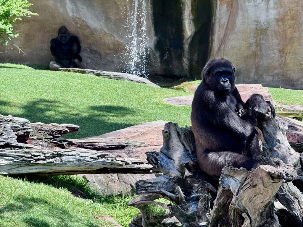 entradas bioparc fuengirola