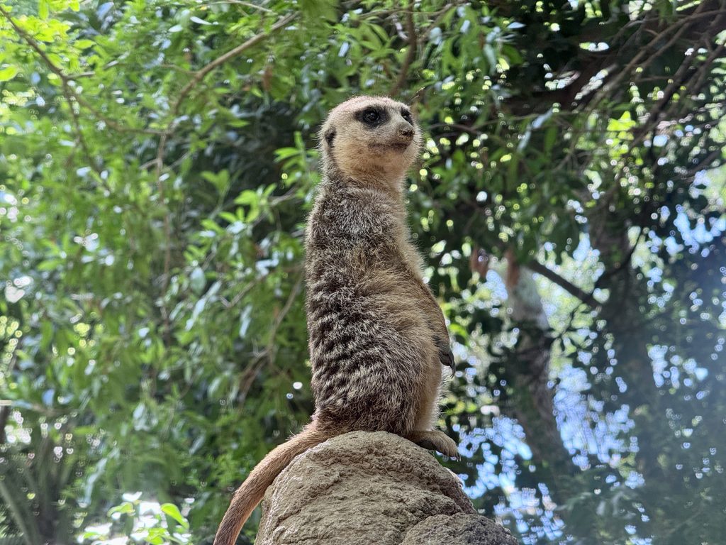 entradas bioparc fuengirola