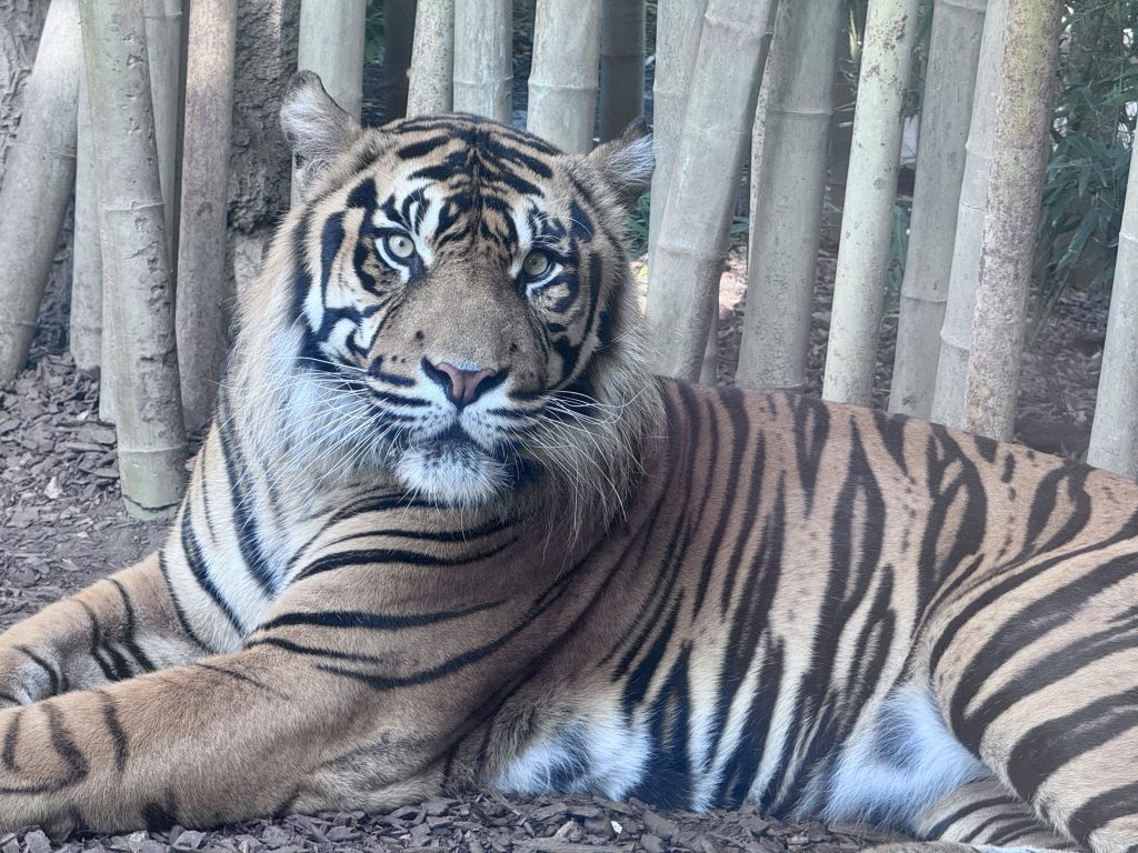 entradas bioparc fuengirola