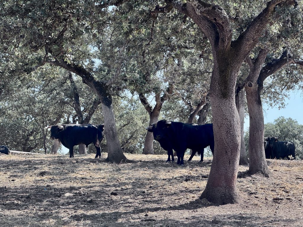 QUE VER EN RONDA PUEBLO MALAGA reservatauro