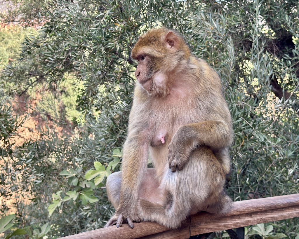 cascadas Ouzoud marruecos en autocaravana monos barberia