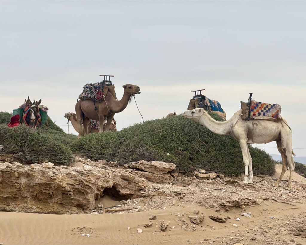 Sidi Kaouki marruecos en autocaravana surf