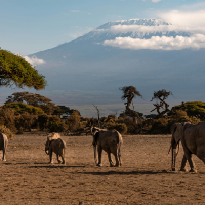 Subir al Kilimanjaro: todo lo que un principiante necesita saber antes de escalar el Techo de África