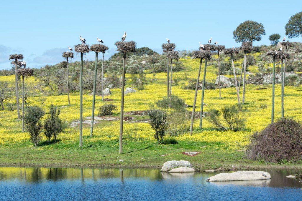 Malpartida de Cáceres y Los Barruecos pueblo europeo de las cigüeñas